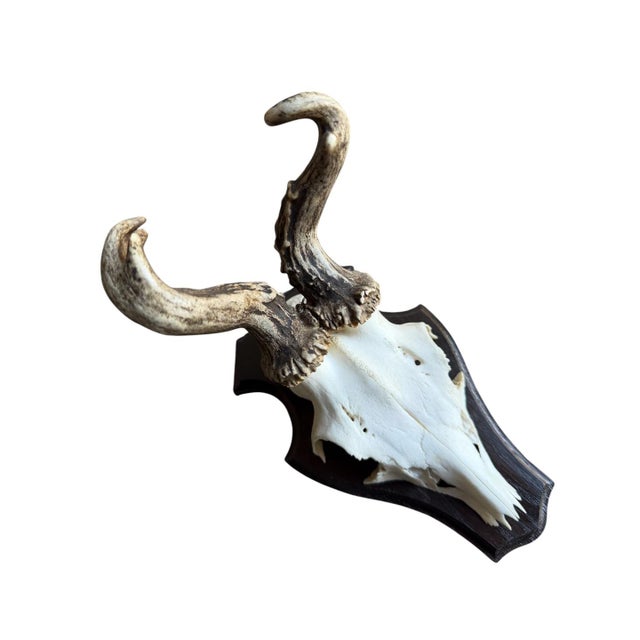 Abnormal roe deer trophy with thick curly antlers, bonus jawbone on back of plaque.