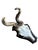 Abnormal roe deer trophy with thick curly antlers, bonus jawbone on back of plaque.