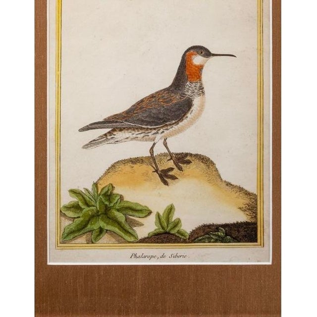 Birds: Antique Copperplate Engravings of by François Martinet - Set of Four For Sale - Image 6 of 14