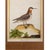 Birds: Antique Copperplate Engravings of by François Martinet - Set of Four For Sale - Image 6 of 14