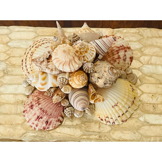 Mid 20 Th C Sea Shells Shell Encrusted Box For Sale - Image 4 of 7
