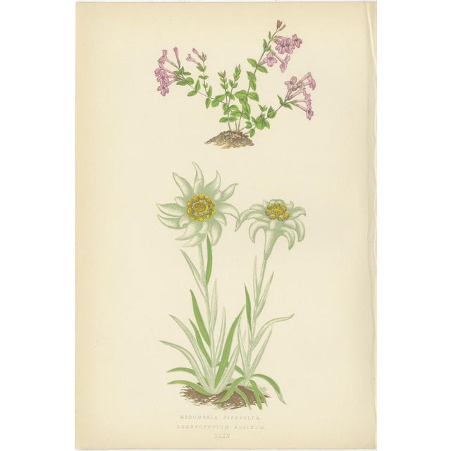 Late 19th Century George Bell and Sons, Botanical Quartet: Micomeria, Edelweiss, Primula, and Arabis, 1874, Lithographs, Set of 4 For Sale - Image 5 of 9