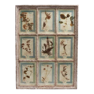 Antique Italian Botanical Collection in a Window Frame