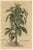 Paper Sesame Plant, 1696, Paper For Sale - Image 7 of 7