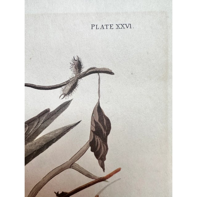 Mid 20th Century Vintage Audubon Carolina Parrots Plate XXVl Lithograph For Sale - Image 9 of 12