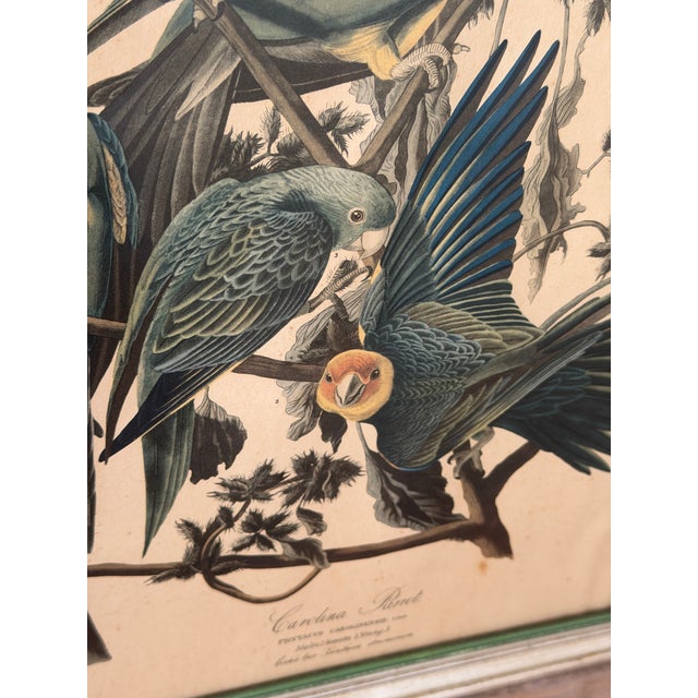Framed Audubon Carolina Parrot Reproduction in Antique Painted Frame For Sale - Image 10 of 12