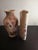 Japanese Vintage Hand-Painted Japanese Toyo Porcelain Decorative Vases- Set of 2 For Sale - Image 3 of 9