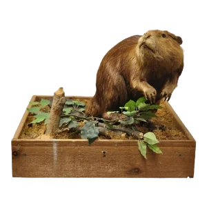 Vintage Full Body Standing Mount Beaver Taxidermy