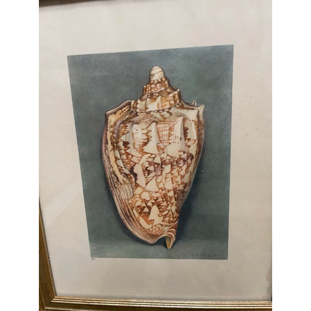 Printmaking Materials French Shell Art Lithographs- By Paul A. Robert - Set of 12 Circa 1936 For Sale - Image 7 of 12