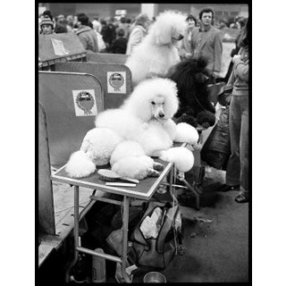 Arthur Steel: Pampered Pooch, Limited Edition Photograph 34 X 27” For Sale