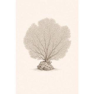 Sea Fan Coral Study, Minimal Coastal Botanical Art Print, 24" × 36" For Sale
