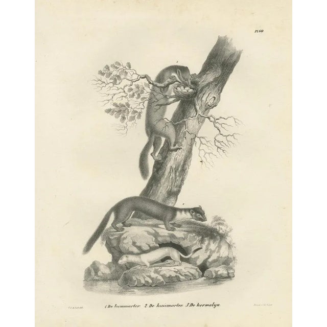 C.C. G. Zool., Pine Marten, Beech Marten, and Ermine in Nature, 1836, Lithograph For Sale - Image 6 of 10