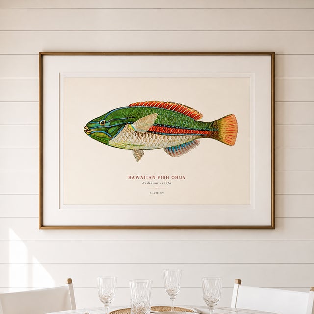 Atelier Aria Lumae Albert Baldwin 1903 Hawaiian Fish Natural History Gallery Board Set For Sale - Image 10 of 12