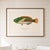 Atelier Aria Lumae Albert Baldwin 1903 Hawaiian Fish Natural History Gallery Board Set For Sale - Image 10 of 12