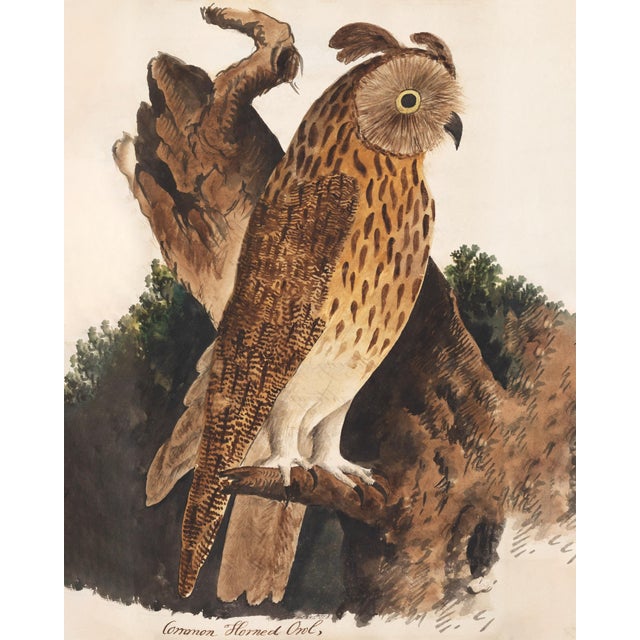 Reproduction Vintage Owl Print From 1810 Naturalist Collection For Sale In Los Angeles - Image 6 of 10
