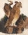 Reproduction Vintage Owl Print From 1810 Naturalist Collection For Sale In Los Angeles - Image 6 of 10