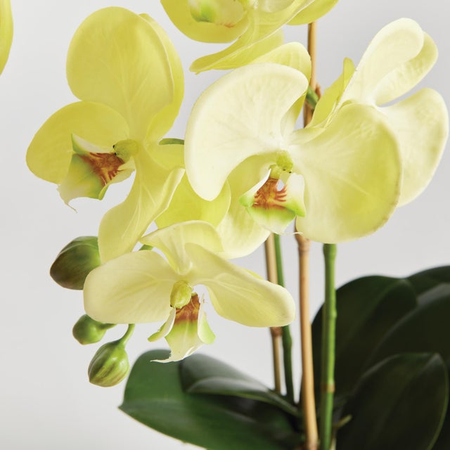 100% realistic a perfect copy of nature. This orchid dropin is a nomaintenance work of art. Right down to the carefully...