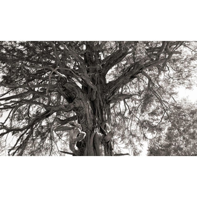This digital archival print size is 18" x 12" printed on 19" x 13" Vibrance Matte Paper from Breathing Color in Austin,...