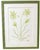 Bespoke green botanical paintings, original graphite + gouache botanicals. Custom lime green frame. Artist Katie Binkley...