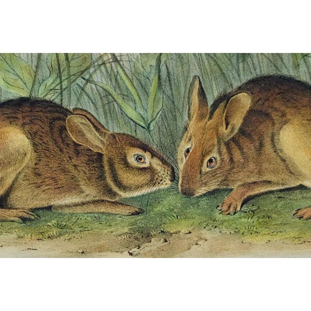 Audubon Marsh Hare: Original 19th Century 1st Octavo Ed. Audubon Hand-Colored Lithograph, 1849-1854 For Sale - Image 4 of 4