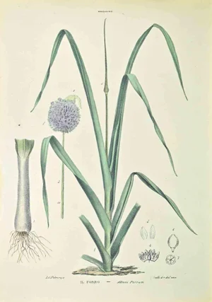 Vincenzo Tenore, The Leek, Lithograph, 1870s