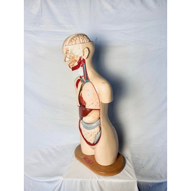Plastic Denoyer Geppert Human Body Torso Anatomical Model 36 For Sale - Image 7 of 12