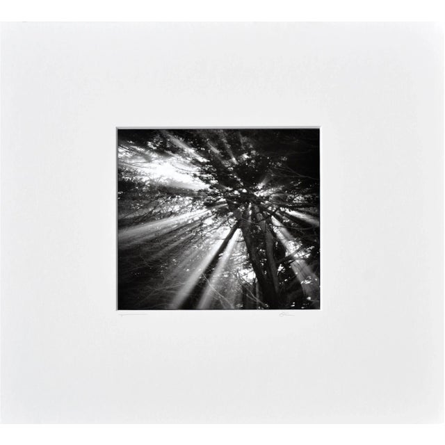 Black Cypress Tree Sunbeams - Black & White Landscape Photograph by Jeffrey Conley For Sale - Image 8 of 8