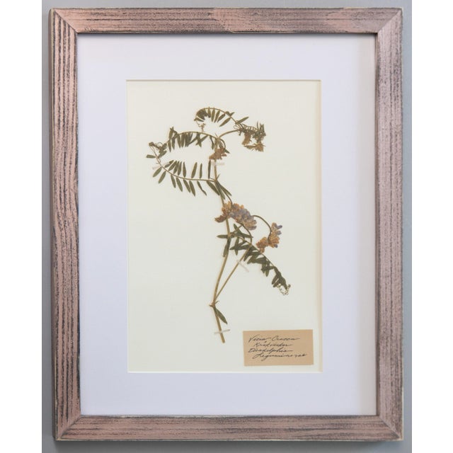 Custom Framed Antique Swedish Botanical Herbariums - Set of 2 For Sale - Image 4 of 9
