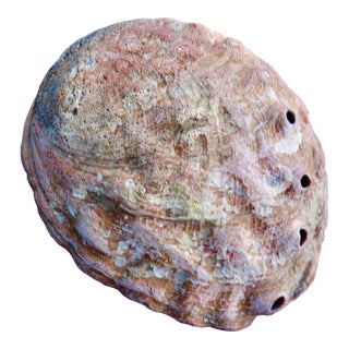 Red Abalone Shell, Coralized For Sale