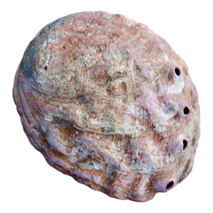 Red Abalone Shell, Coralized