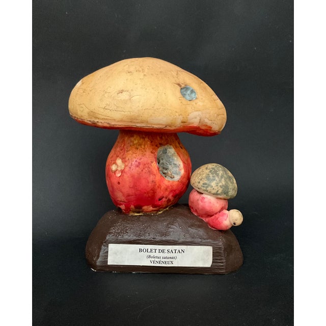 1960s 20th Century Educational Mushroom Models attributed to Deyrolle, France, 1960s, Set of 19 For Sale - Image 5 of 10