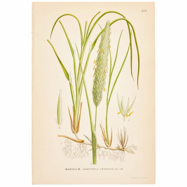 Mid-Century Modern Nordic Grass Studies | Antique Swedish Botanical Prints, Set of 3 Chromolithographs For Sale - Image 3 of 4