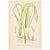 Mid-Century Modern Nordic Grass Studies | Antique Swedish Botanical Prints, Set of 3 Chromolithographs For Sale - Image 3 of 4