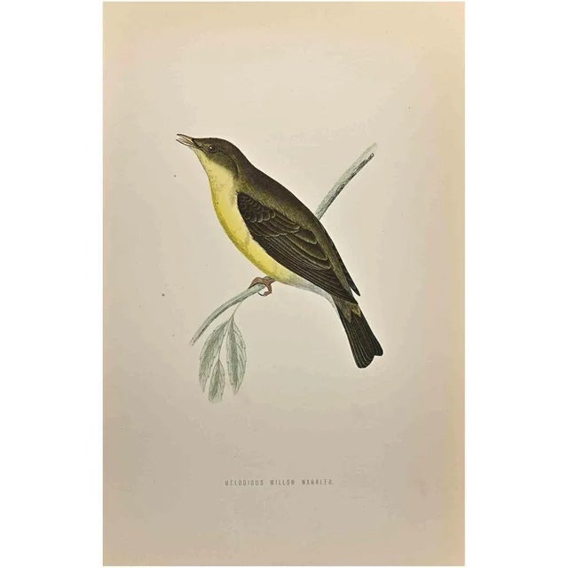 Melodious Willow Warbler is a modern artwork realized in 1870 by the British artist Alexander Francis Lydon (1836-1917) ....