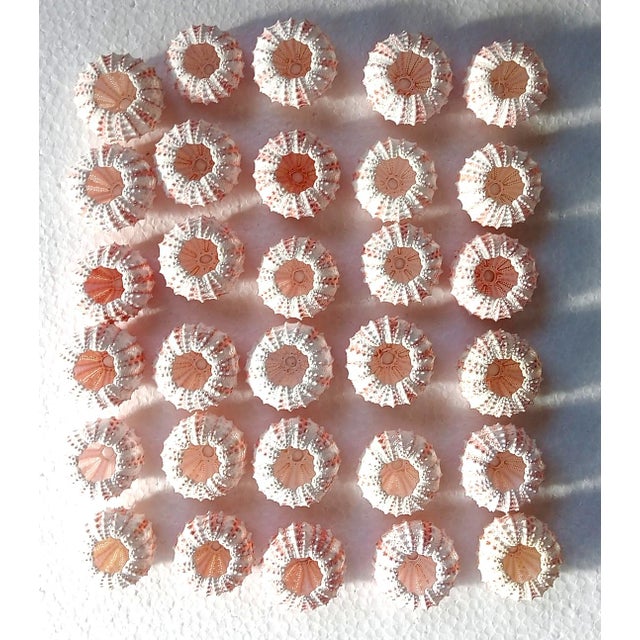 Pink Real Sea Urchin..set of 30 PCs Sea Urchin Coelopleuros Maculatus(size 41-43 Mm) For Sale - Image 8 of 8