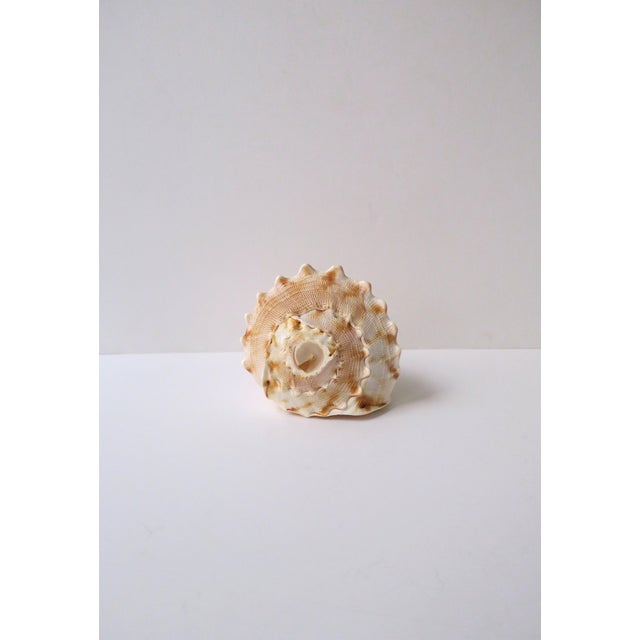 Seashell Natural Tonna Galea, Circa 20th Century For Sale In New York - Image 6 of 11