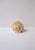 Seashell Natural Tonna Galea, Circa 20th Century For Sale In New York - Image 6 of 11