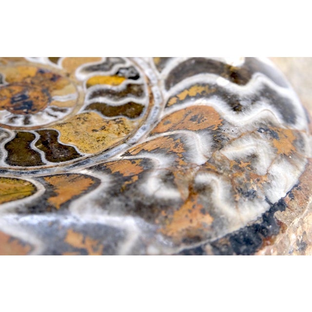 Large Fossil Cluster Authentic Ammonite Plaque Sculpture For Sale - Image 11 of 12