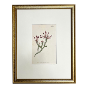 Antique Original Hand Colored Curtis Floral Botanical Etching C. 1797