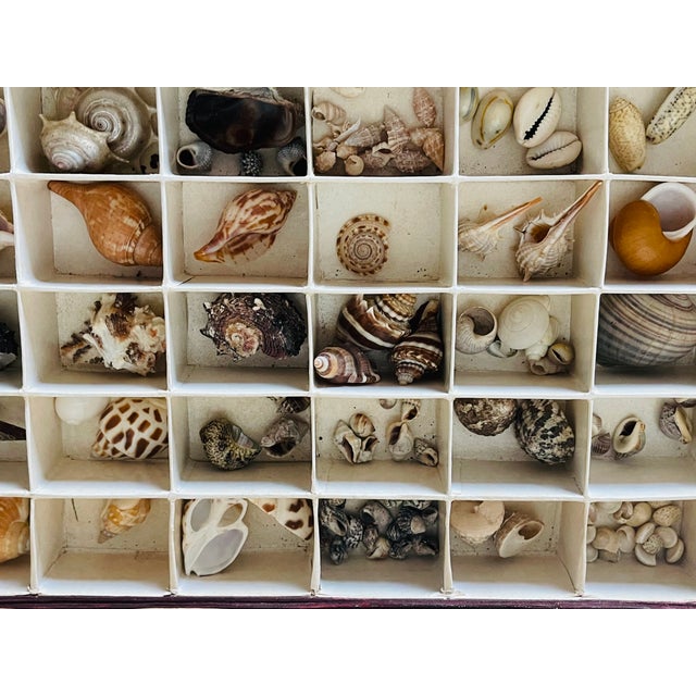 1930s Antique Sea Shell Collection in Original Box For Sale - Image 5 of 6