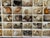 1930s Antique Sea Shell Collection in Original Box For Sale - Image 5 of 6