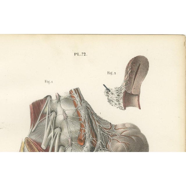 Hirschfeld and Leveille, Nerves of the Male Pelvic Viscera, 1866, Paper For Sale - Image 3 of 8