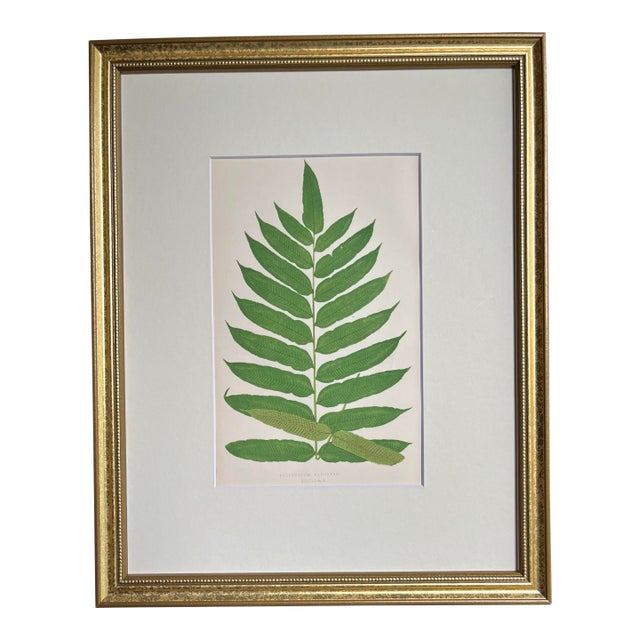 Antique Botanical Lithograph of a Fern Print by Edward J. Lowe London c.1867 For Sale