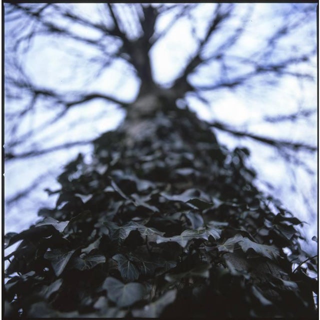 Paul Cooklin, Ivy I, Photograph For Sale