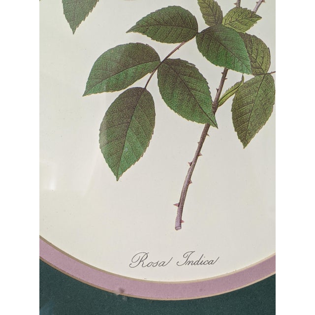 Printmaking Materials Vintage Botanical Floral Rose Lithograph Framed For Sale - Image 7 of 10