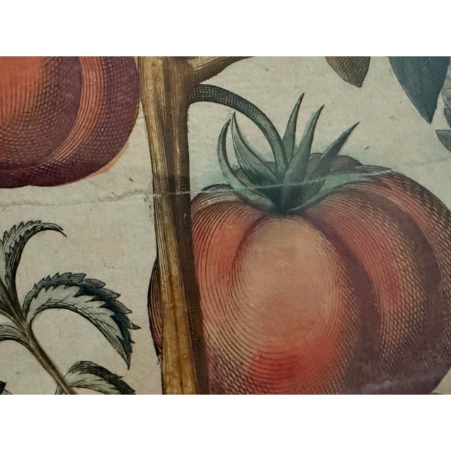 Antique Hand-Colored Engraving — Tomato & Melon Botanical Print After Basilius Besler, Framed For Sale - Image 9 of 18