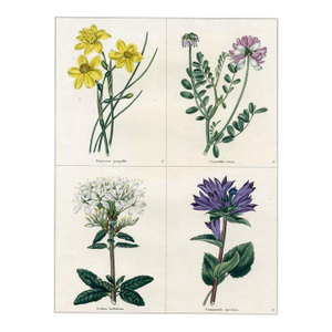 1829, Narcissus Botanical Print, the Botanic Garden, Original Antique Botanical Print, Engraving, Hand Colored, England