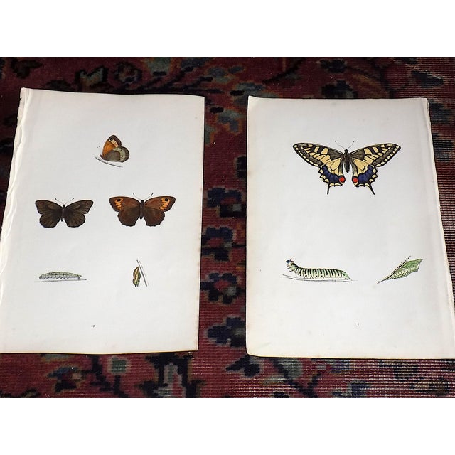 This set of twelve (12) authentic antique mid 19th century lithographs depict butterflies. Period hand color. Printed on...