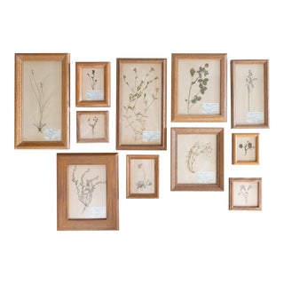 Custom Framed Scandinavian Herbarium Gallery, Dated 1949 - Set of 11 For Sale