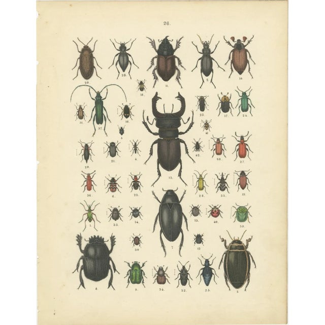 T Bromme, Beetles and Scarabs, 1865, Print For Sale - Image 3 of 3